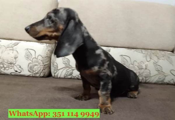 Cuccioli di Bassotto di razza per adozione | Foto 0