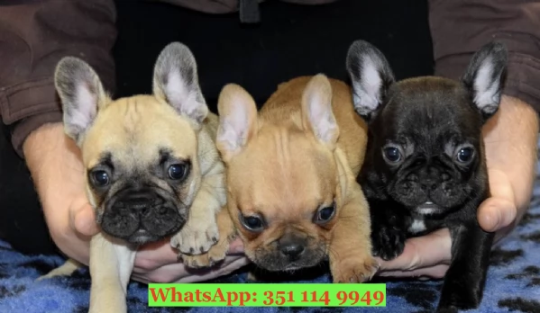 Cuccioli di Bulldog francese di razza per adozione
