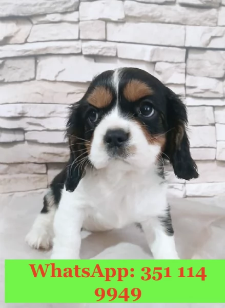 Cuccioli di Cavalier King di razza per adozione | Foto 1
