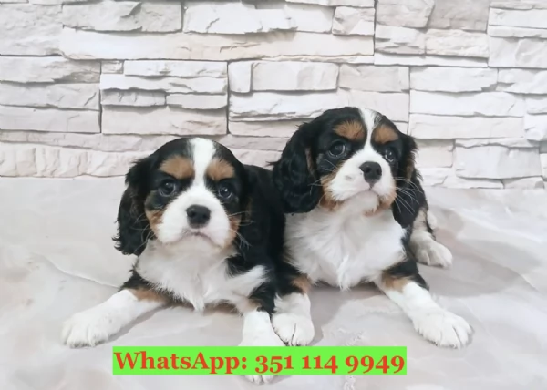 Cuccioli di Cavalier King di razza per adozione