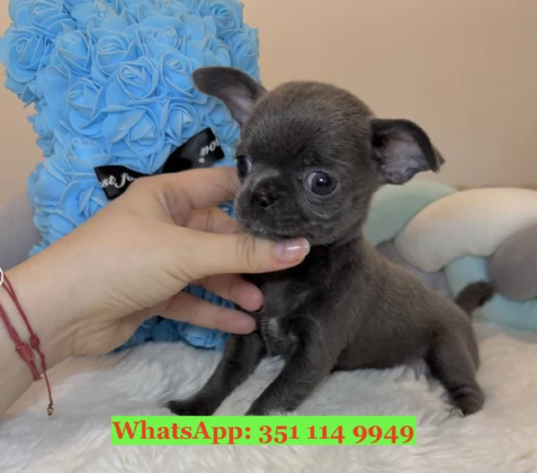 Cuccioli di Chihuahua di razza per adozione | Foto 2