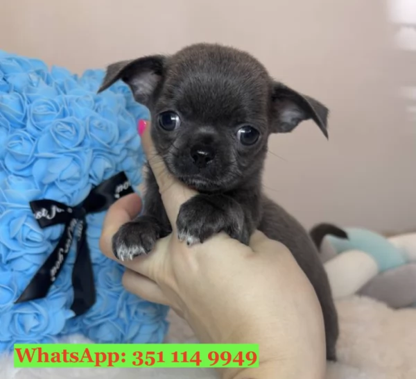 Cuccioli di Chihuahua di razza per adozione | Foto 0