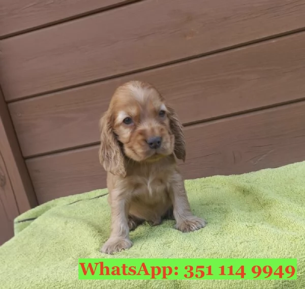 Cuccioli di Cocker Spaniel Inglese di razza per adozione | Foto 2