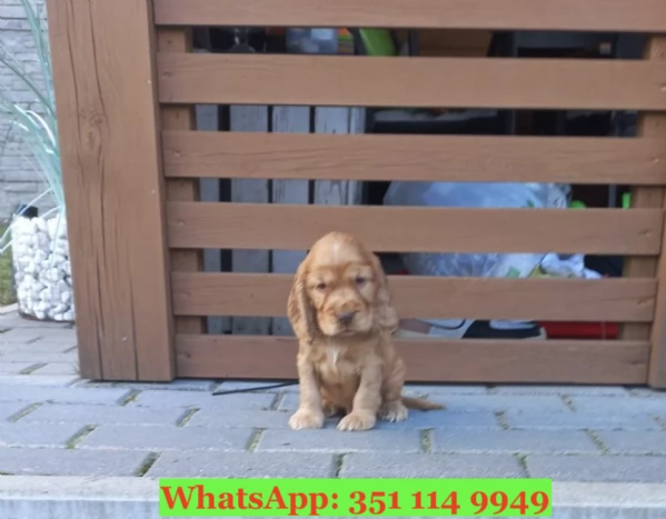 Cuccioli di Cocker Spaniel Inglese di razza per adozione | Foto 1