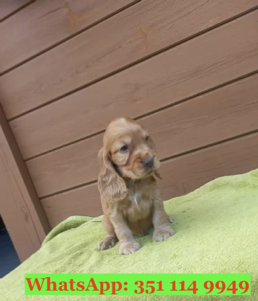 Cuccioli di Cocker Spaniel Inglese di razza per adozione | Foto 0