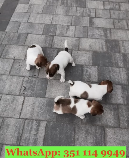 Cuccioli di Jack Russel di razza per adozione | Foto 0