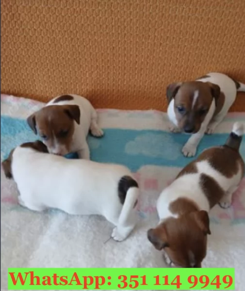 Cuccioli di Jack Russel di razza per adozione