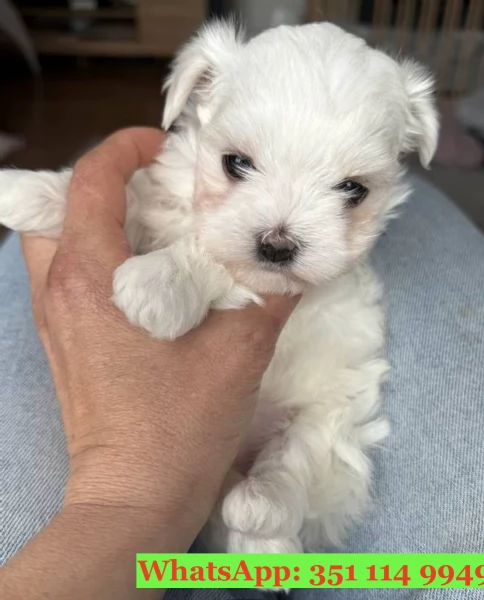 Cuccioli di Maltese di razza per adozione | Foto 1