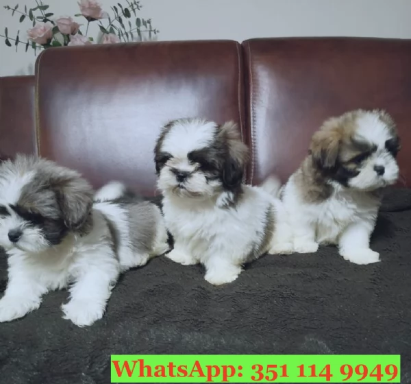 Cuccioli di Shitzu di razza per adozione