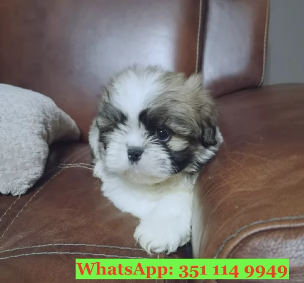 Cuccioli di Shitzu di razza per adozione | Foto 0