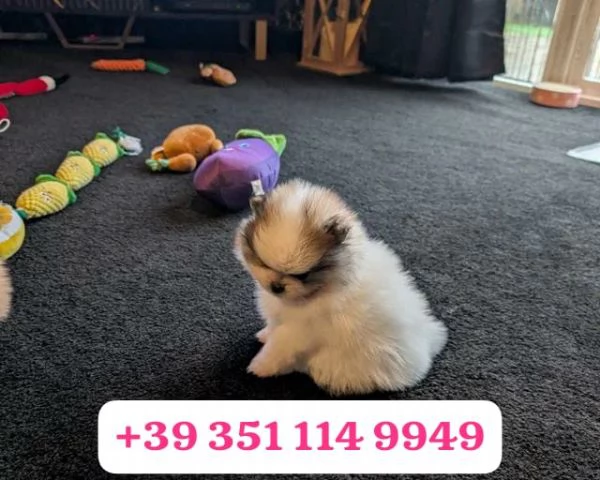 Cuccioli di Volpino Pomerania di razza per adozione | Foto 2