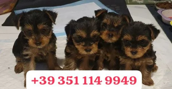 Cuccioli di Yorkshire di razza per adozione | Foto 1
