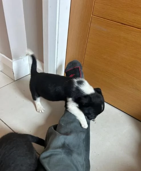 Cuccioli di Border Collie di razza per adozione | Foto 1