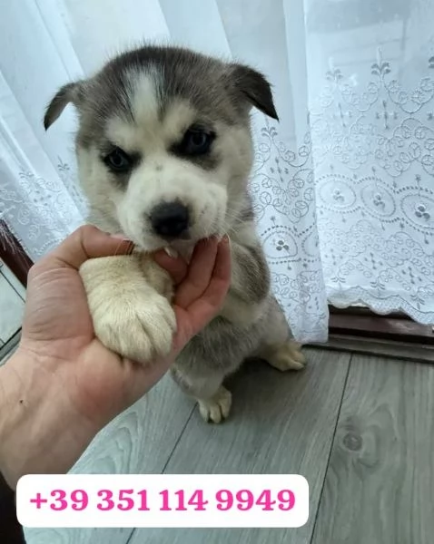 Cuccioli di Husky di razza per adozione | Foto 1