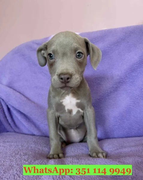 Cuccioli di Pitbull di razza per adozione | Foto 1