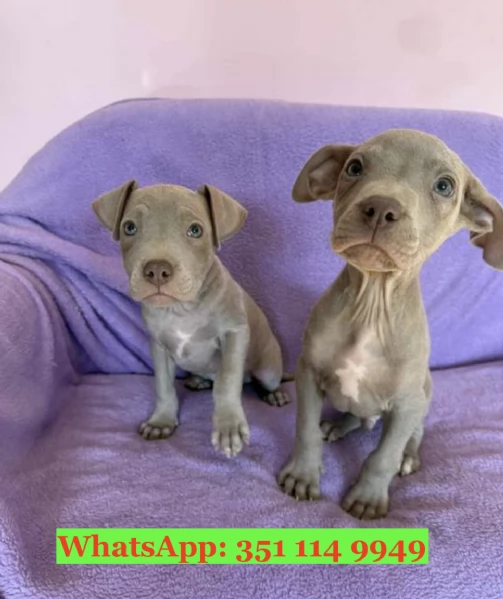 Cuccioli di Pitbull di razza per adozione