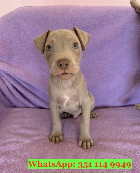 Cuccioli di Pitbull di razza per adozione | Foto 0