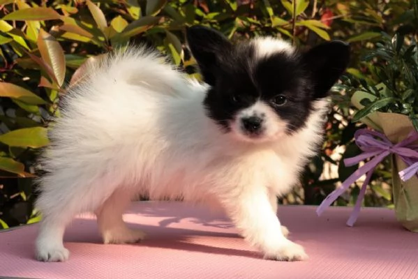 Cucciolo di razza, taglia piccola