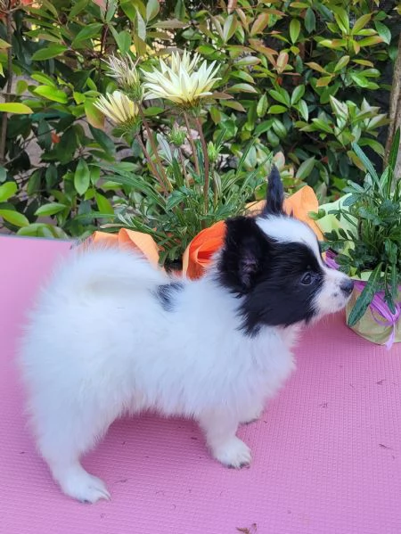 Cucciolo di razza, taglia piccola | Foto 6