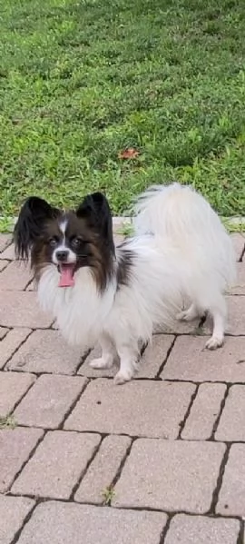 Cucciolo di razza, taglia piccola | Foto 4