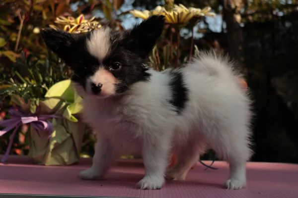 Cucciolo di razza, taglia piccola | Foto 3