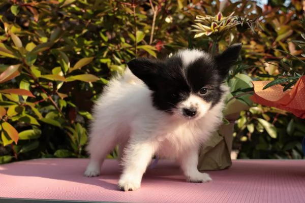 Cucciolo di razza, taglia piccola | Foto 2
