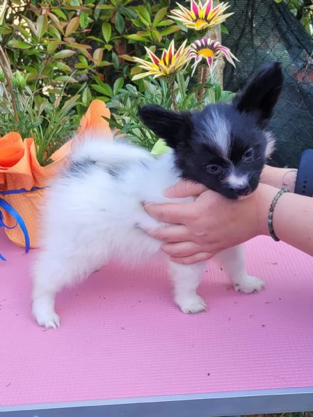 Cucciolo di razza, taglia piccola | Foto 1