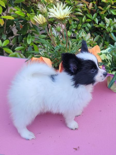 Cucciolo di razza, taglia piccola | Foto 0