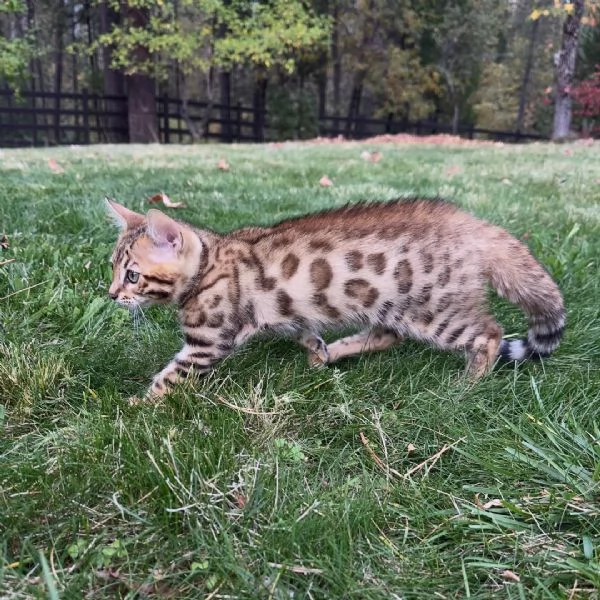 Gattino Bengala – Disponibilit&agrave; limitata, prenota ora | Foto 1