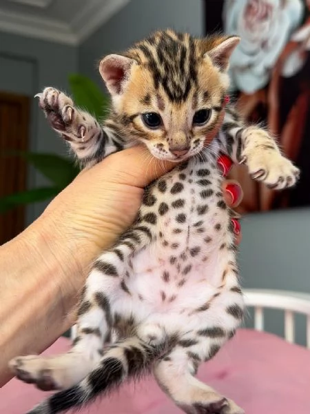Gattino Bengala – Disponibilit&agrave; limitata, prenota ora | Foto 0
