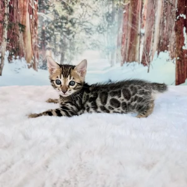 Gattino Bengala – Qualit&agrave; e bellezza eccezionali in adozione | Foto 3