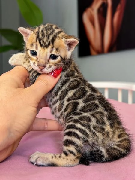 Gattino Bengala – Qualit&agrave; e bellezza eccezionali in adozione | Foto 1