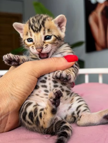 Gattino Bengala – Qualit&agrave; e bellezza eccezionali in adozione | Foto 0