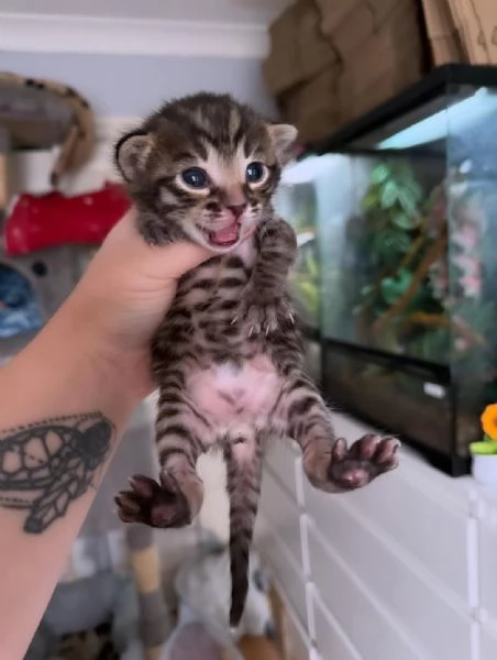Splendido gattino Bengal in adozione – Pronto subito  | Foto 3