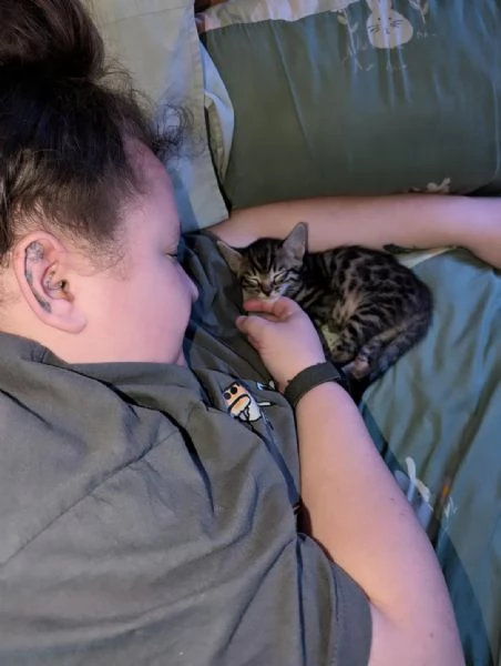 Splendido gattino Bengal in adozione – Pronto subito  | Foto 1