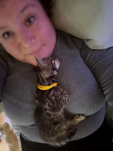 Splendido gattino Bengal in adozione – Pronto subito 