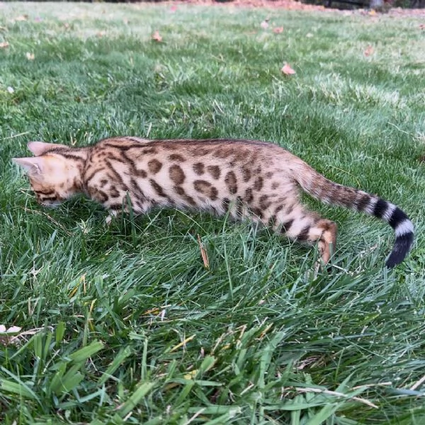Gattino di razza Bengala cerca una famiglia amorevole. | Foto 2