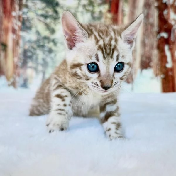Gattino di razza Bengala cerca una famiglia amorevole. | Foto 1