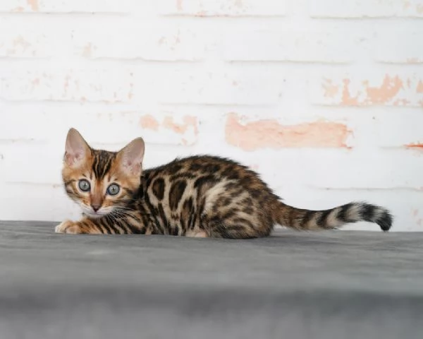 Adorabile cucciolo di Bengala – Disponibile