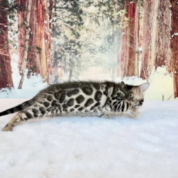 Splendidi gattini Bengal pronti per una casa amorevole in Italia