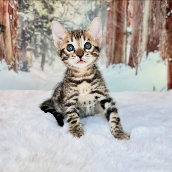 Splendidi gattini Bengal pronti per una casa amorevole in Italia | Foto 3