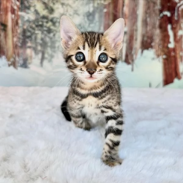 Splendidi gattini Bengal pronti per una casa amorevole in Italia | Foto 0