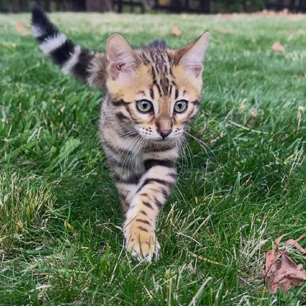Cuccioli di Bengala – Aspetto selvatico, carattere dolce, pronti per essere adottati | Foto 3