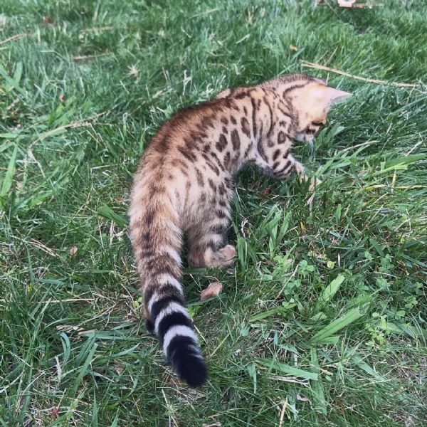 Cuccioli di Bengala – Aspetto selvatico, carattere dolce, pronti per essere adottati | Foto 2