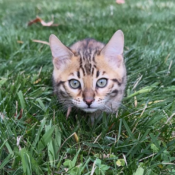 Cuccioli di Bengala – Aspetto selvatico, carattere dolce, pronti per essere adottati | Foto 1