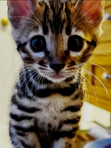 Adorabili gattini del Bengala – Prenota il tuo oggi stesso! | Foto 3