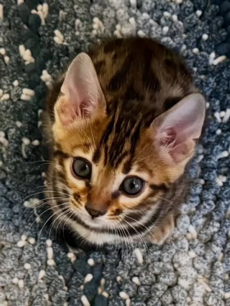 Adorabili gattini del Bengala – Prenota il tuo oggi stesso! | Foto 2