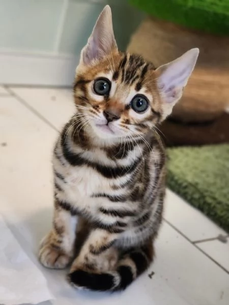 Adorabili gattini del Bengala – Prenota il tuo oggi stesso!