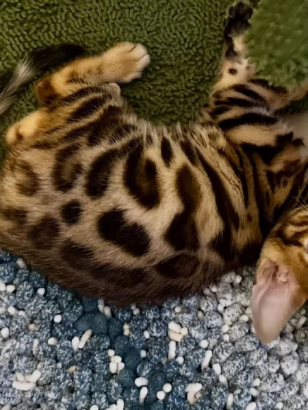 Adorabili gattini del Bengala – Prenota il tuo oggi stesso! | Foto 1