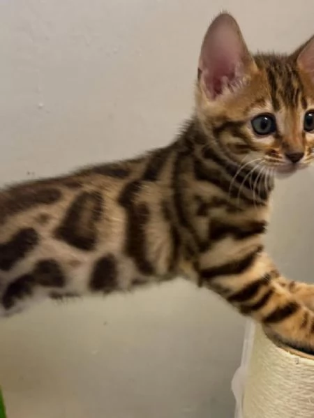Adorabili gattini del Bengala – Prenota il tuo oggi stesso! | Foto 0